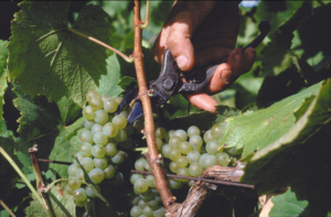 Nantes Camping le vignoble Nantais