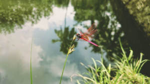 Nantes Camping - Environnement - Libellule