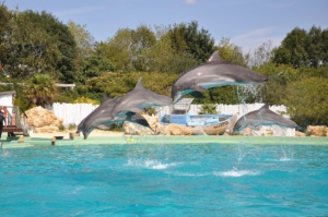 Planète Sauvage - Dauphins