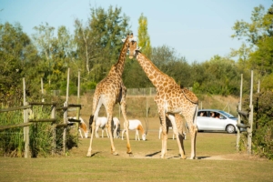 Planète Sauvage - Girafes