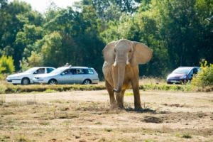 Planète Sauvage - Olifant