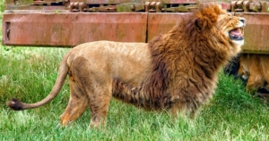 Planète Sauvage - Lion
