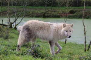 Planète Sauvage - Wolf