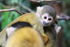 Zoo la Boissière du Doré - singe