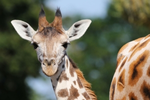 Zoo la Boissière du Doré - Girafe