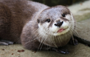 Zoo la Boissière du Doré - Loutre