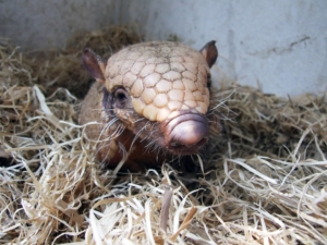 Zoo la Boissière du Doré - Tatou