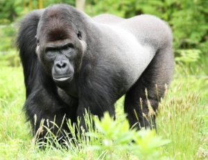 Zoo la Boissière du Doré - Gorille