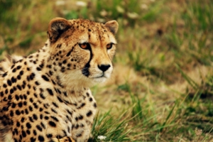 Zoo la Boissière du Doré - Guépard