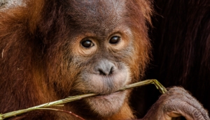 Zoo la Boissière du Doré - Orang Outan