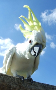 Dierentuin la Boissière du Doré - Papegaai