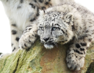 Zoo la Boissière du Doré - Tigre