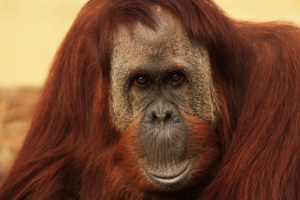 Zoo la Boissière du Doré - Orang Outan