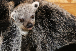 Dierentuin la Boissière du Doré